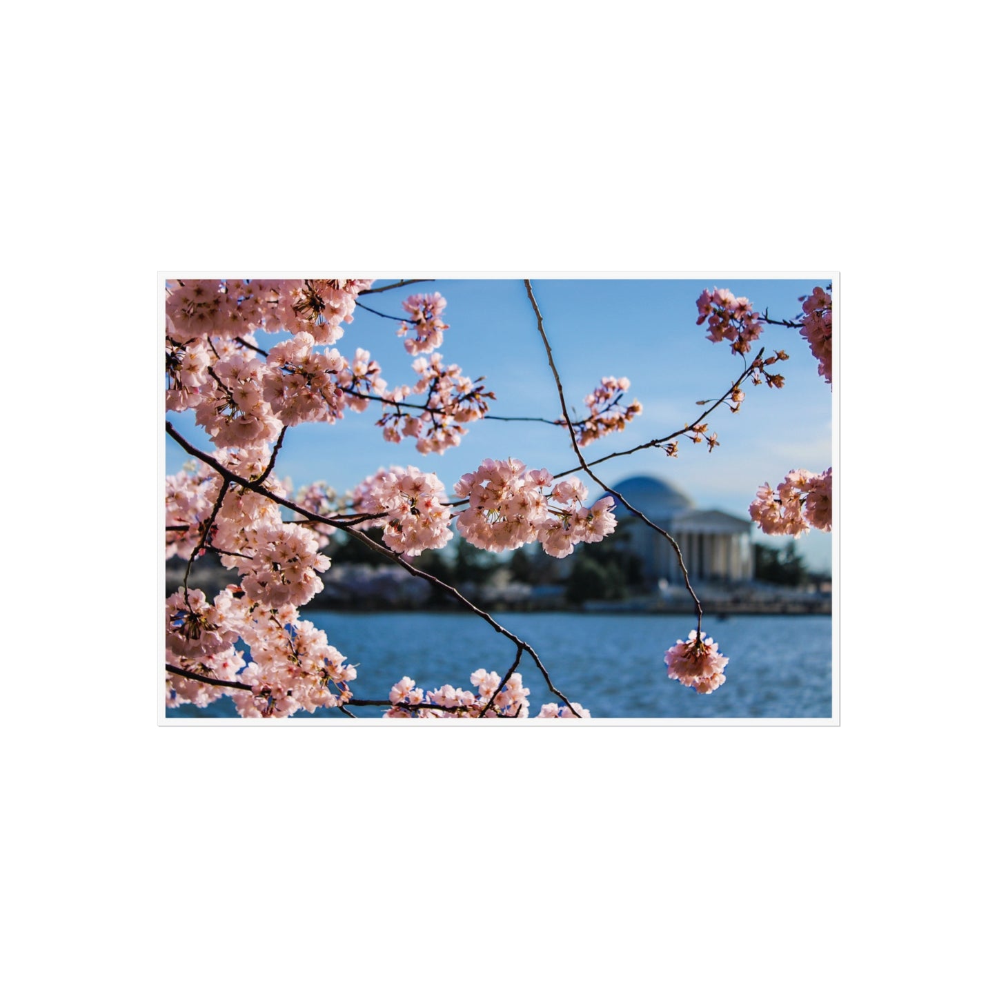 Jefferson Cherry Blossom Print